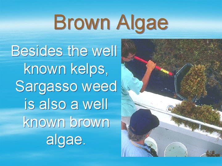 Brown Algae Besides the well known kelps, Sargasso weed is also a well known