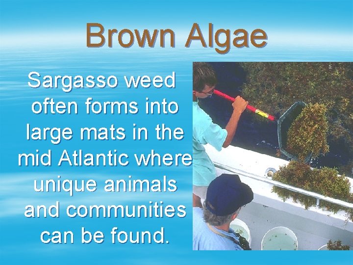 Brown Algae Sargasso weed often forms into large mats in the mid Atlantic where