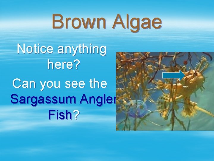 Brown Algae Notice anything here? Can you see the Sargassum Angler Fish? 