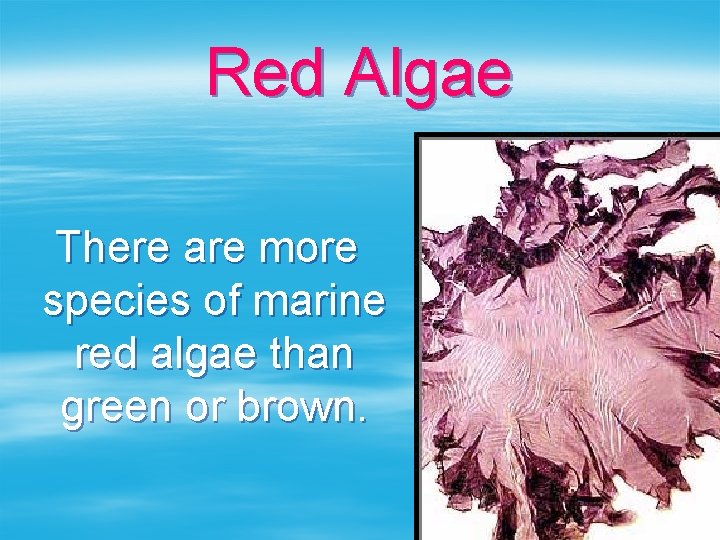 Red Algae There are more species of marine red algae than green or brown.