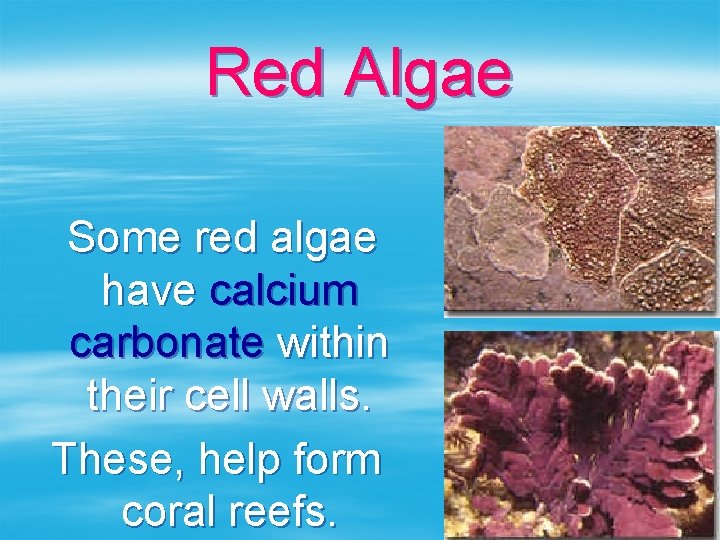 Red Algae Some red algae have calcium carbonate within their cell walls. These, help