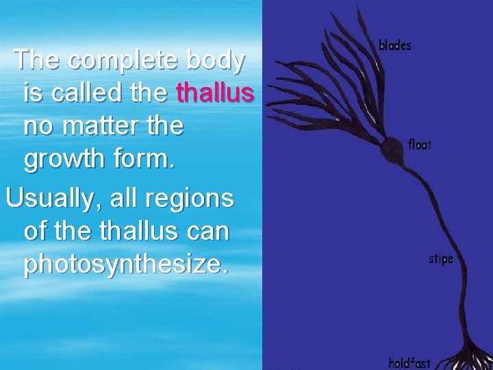 The complete body is called the thallus no matter the growth form. Usually, all