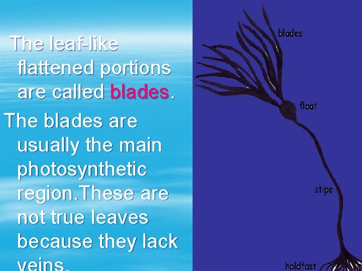 The leaf-like flattened portions are called blades. The blades are usually the main photosynthetic