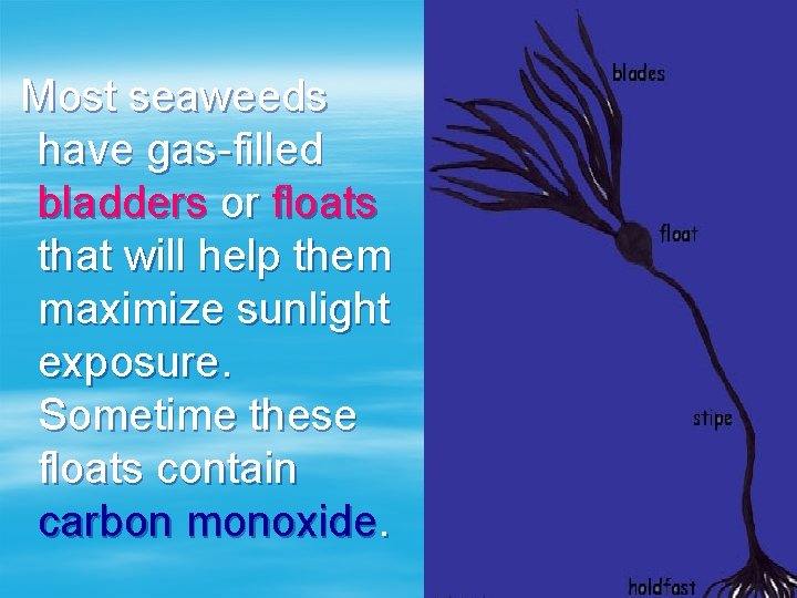 Most seaweeds have gas-filled bladders or floats that will help them maximize sunlight exposure.