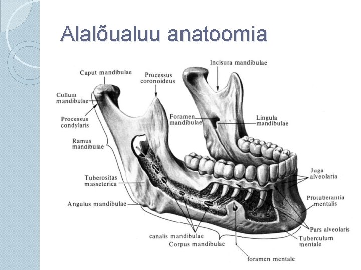 Alalõualuu anatoomia 