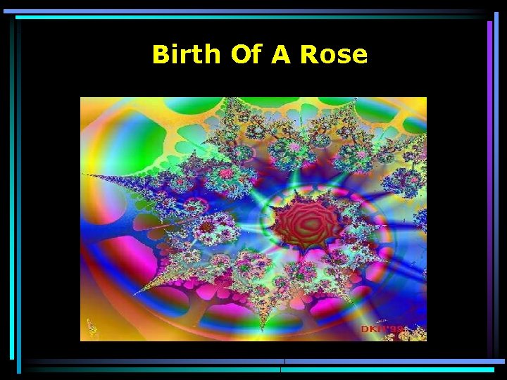 Birth Of A Rose 