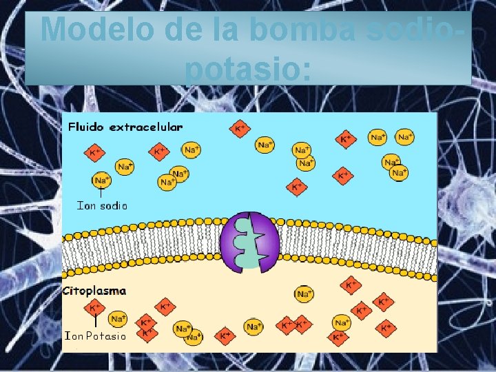 Modelo de la bomba sodiopotasio: 