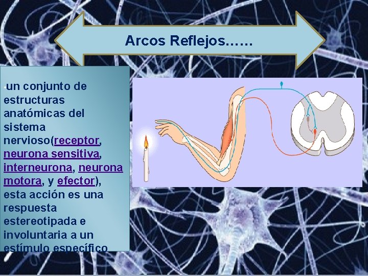 Arcos Reflejos…… • un conjunto de estructuras anatómicas del sistema nervioso(receptor, neurona sensitiva, interneurona,
