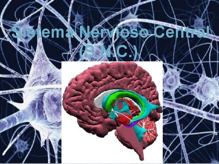 Sistema Nervioso Central (S. N. C. ) 