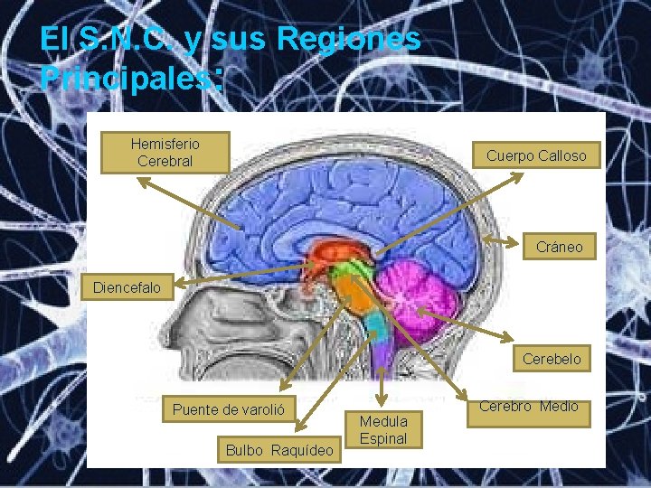 El S. N. C. y sus Regiones Principales: Hemisferio Cerebral Cuerpo Calloso Cráneo Diencefalo