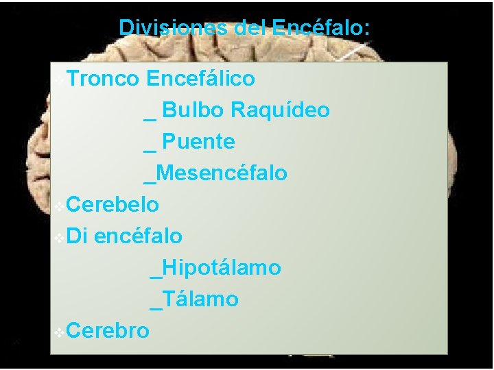 Divisiones del Encéfalo: v. Tronco Encefálico _ Bulbo Raquídeo _ Puente _Mesencéfalo v. Cerebelo