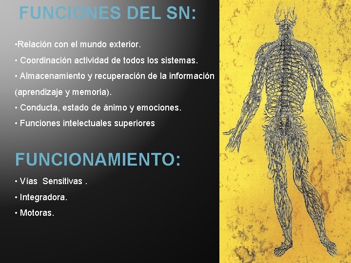 FUNCIONES DEL SN: • Relación con el mundo exterior. • Coordinación actividad de todos