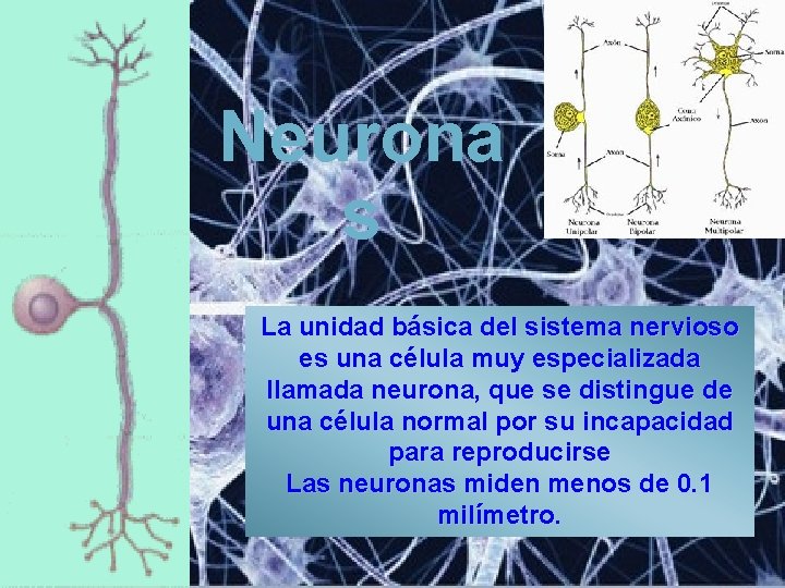 Neurona s La unidad básica del sistema nervioso es una célula muy especializada llamada