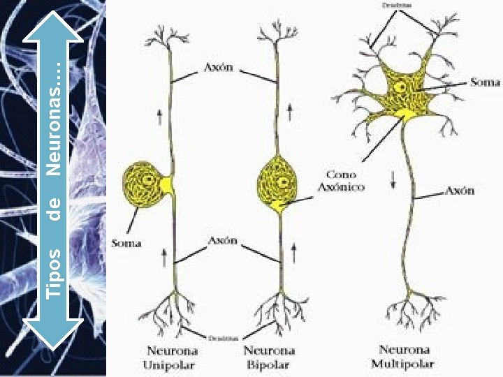 Tipos de Neuronas…. 