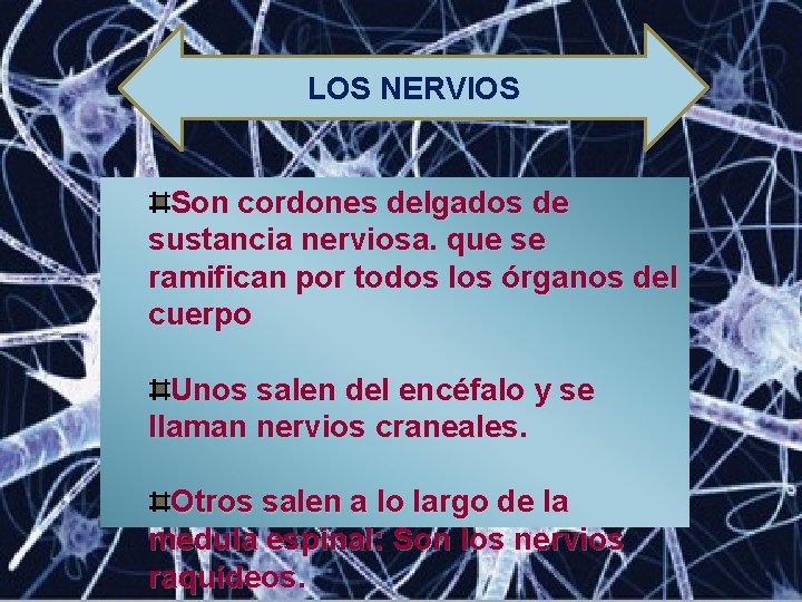 LOS NERVIOS Son cordones delgados de sustancia nerviosa. que se ramifican por todos los