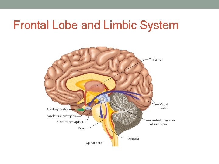 Frontal Lobe and Limbic System 