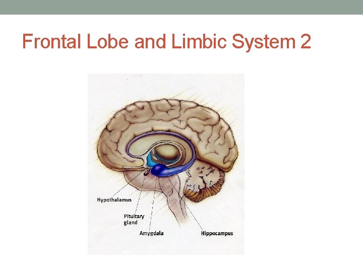 Frontal Lobe and Limbic System 2 