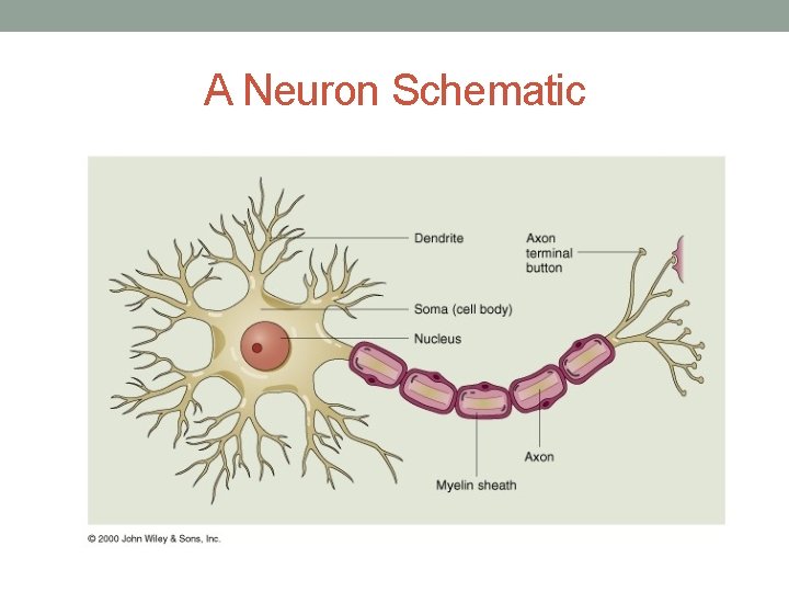 A Neuron Schematic A Neuron Schematic
