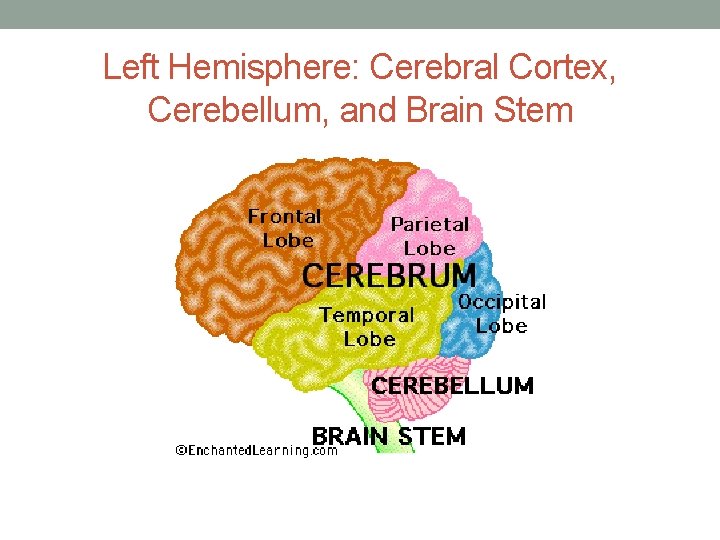 Left Hemisphere: Cerebral Cortex, Cerebellum, and Brain Stem Left Hemisphere: Cerebral Cortex, Cerebellum, and Brain Stem