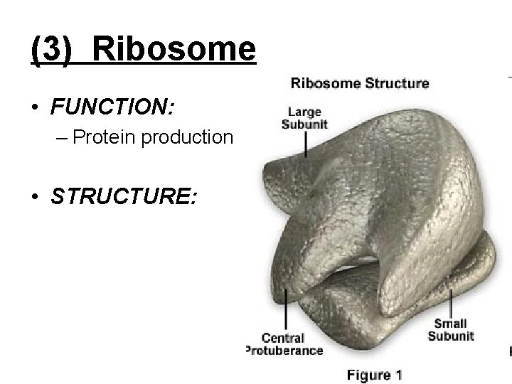(3) Ribosome • FUNCTION: – Protein production • STRUCTURE: 