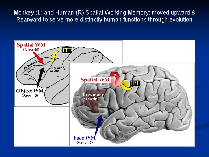 Monkey (L) and Human (R) Spatial Working Memory: moved upward & Rearward to serve