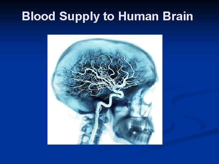 Blood Supply to Human Brain 