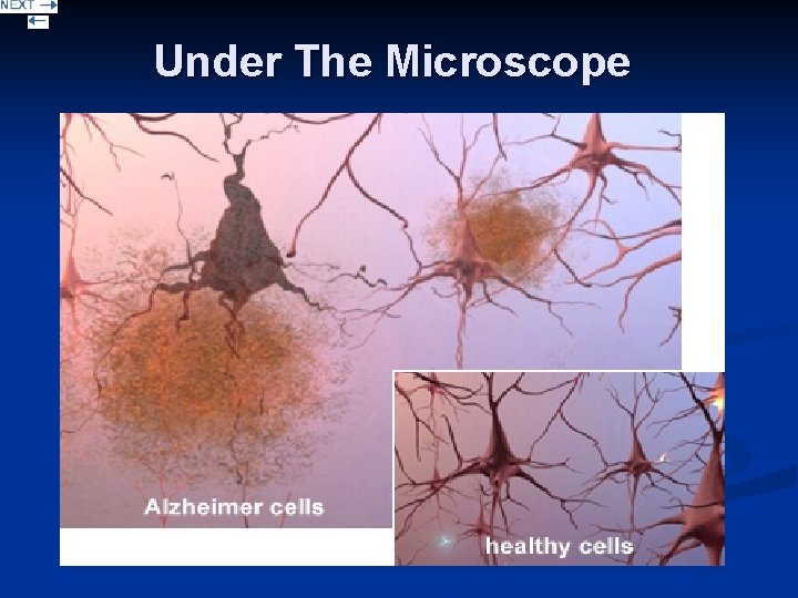  Under The Microscope 