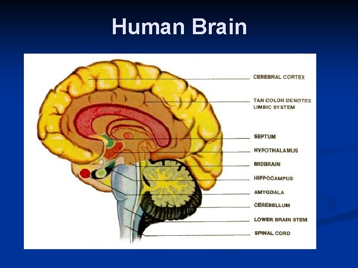 Human Brain 
