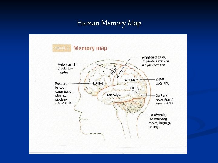 Human Memory Map 