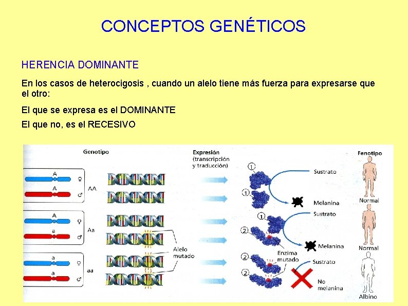 CONCEPTOS GENÉTICOS HERENCIA DOMINANTE En los casos de heterocigosis , cuando un alelo tiene