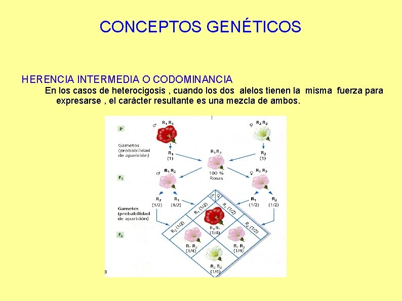 CONCEPTOS GENÉTICOS HERENCIA INTERMEDIA O CODOMINANCIA En los casos de heterocigosis , cuando los