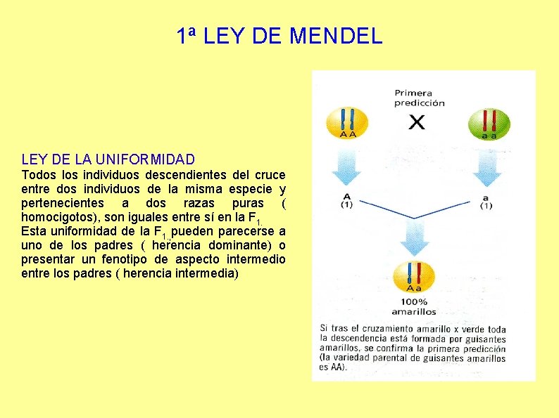 1ª LEY DE MENDEL LEY DE LA UNIFORMIDAD Todos los individuos descendientes del cruce