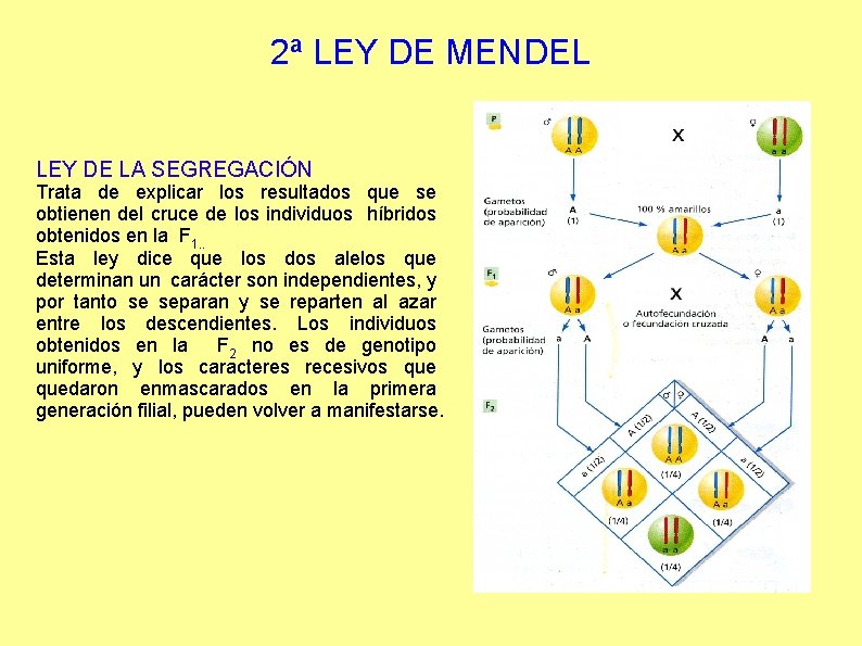 2ª LEY DE MENDEL LEY DE LA SEGREGACIÓN Trata de explicar los resultados que