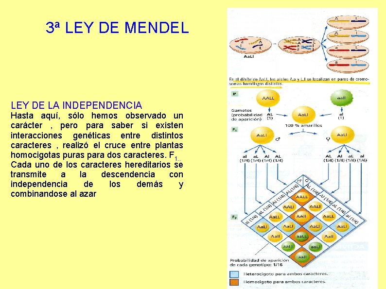 3ª LEY DE MENDEL LEY DE LA INDEPENDENCIA Hasta aquí, sólo hemos observado un