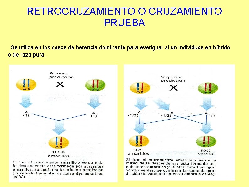 RETROCRUZAMIENTO O CRUZAMIENTO PRUEBA Se utiliza en los casos de herencia dominante para averiguar