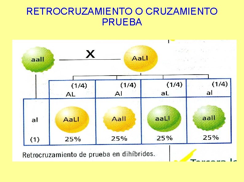 RETROCRUZAMIENTO O CRUZAMIENTO PRUEBA 