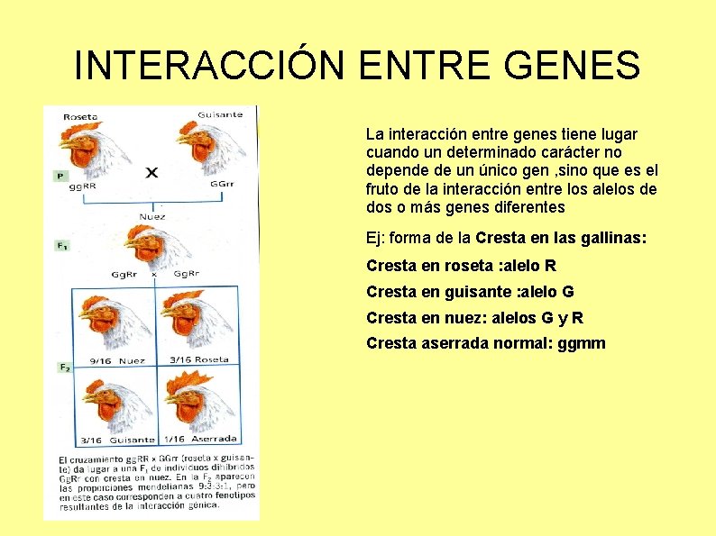 INTERACCIÓN ENTRE GENES La interacción entre genes tiene lugar cuando un determinado carácter no