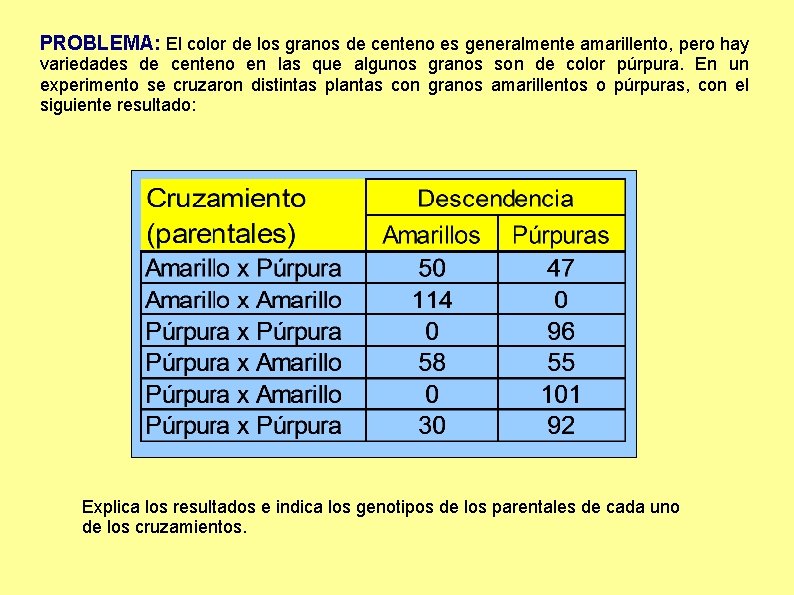 PROBLEMA: El color de los granos de centeno es generalmente amarillento, pero hay variedades