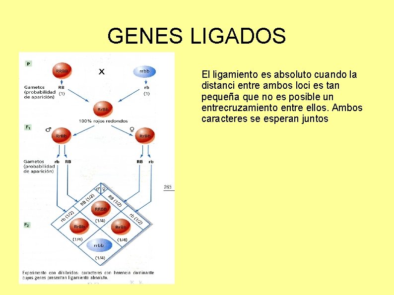 GENES LIGADOS El ligamiento es absoluto cuando la distanci entre ambos loci es tan