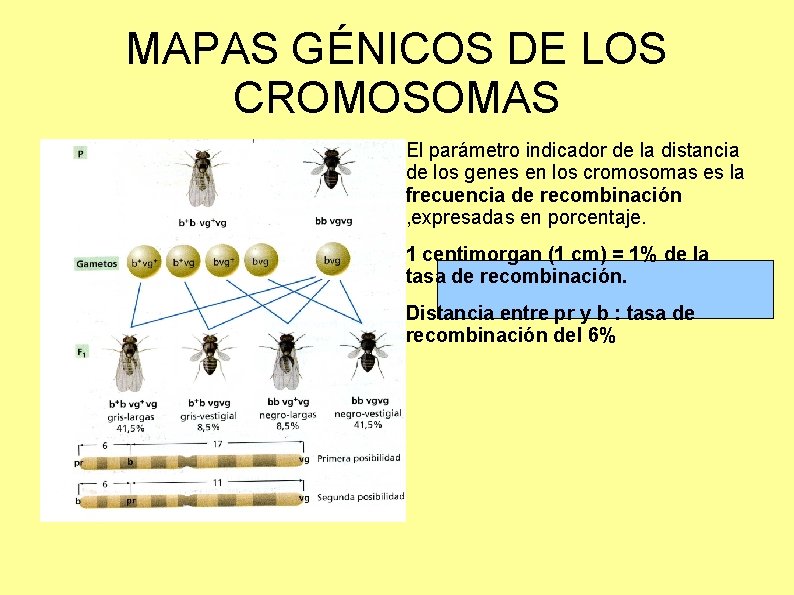 MAPAS GÉNICOS DE LOS CROMOSOMAS El parámetro indicador de la distancia de los genes