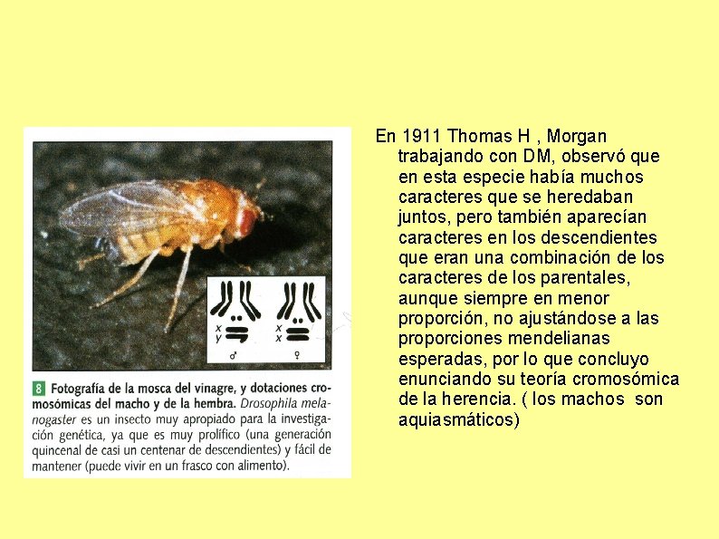 En 1911 Thomas H , Morgan trabajando con DM, observó que en esta especie