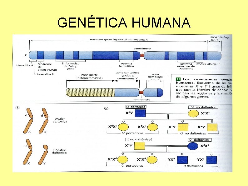 GENÉTICA HUMANA 