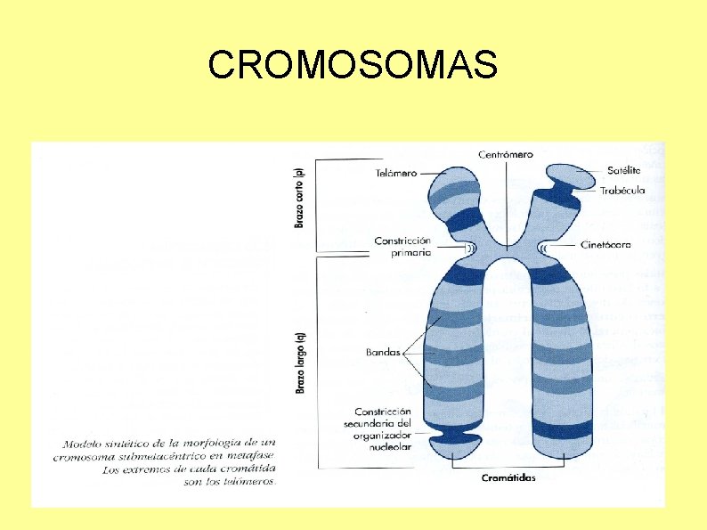 CROMOSOMAS 