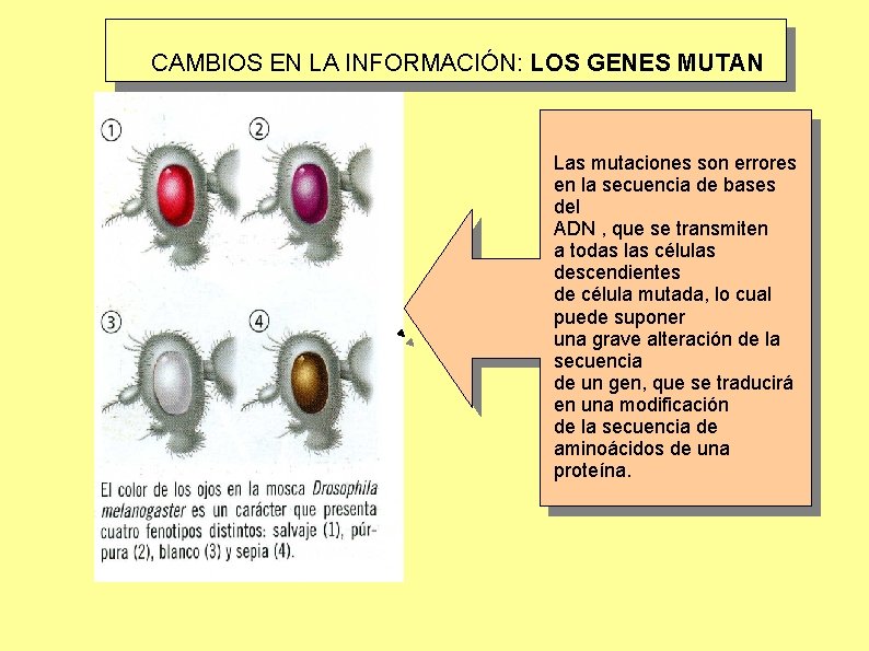 CAMBIOS EN LA INFORMACIÓN: LOS GENES MUTAN Las mutaciones son errores en la secuencia