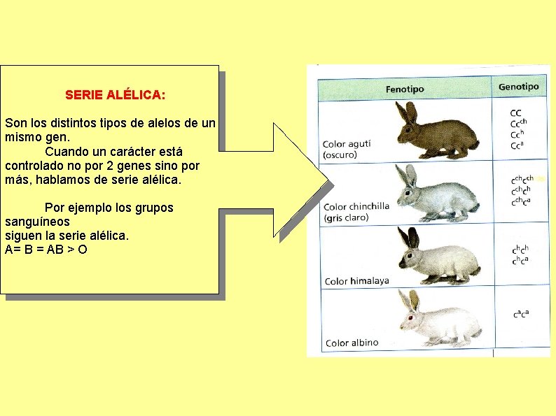 SERIE ALÉLICA: Son los distintos tipos de alelos de un mismo gen. Cuando un