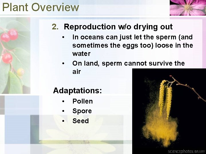 Plant Overview 2. Reproduction w/o drying out • • In oceans can just let