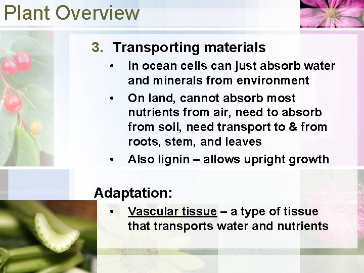 Plant Overview 3. Transporting materials • • • In ocean cells can just absorb