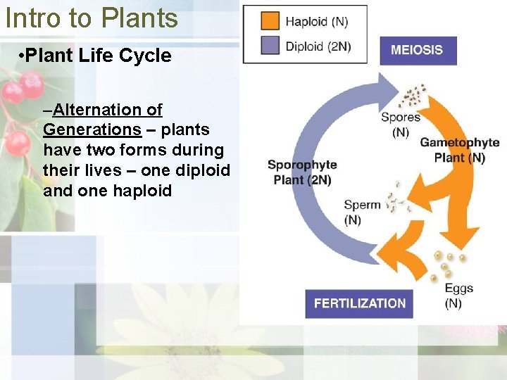 Intro to Plants • Plant Life Cycle –Alternation of Generations – plants have two