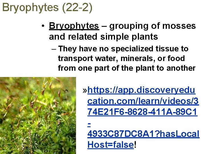 Bryophytes (22 -2) • Bryophytes – grouping of mosses and related simple plants –