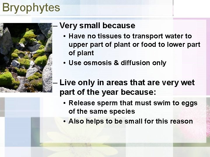 Bryophytes – Very small because • Have no tissues to transport water to upper